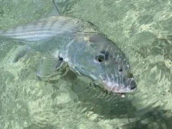 Cortland Liquid Crystal Flats Taper Floating Fly Line -Cortland Winkel Cortland liquid Crystal Flats Taper Fly Line D340032 XX flatst3 1200x